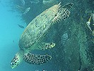 Eco Dive Barbados