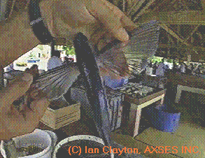 The Barbados Flying Fish