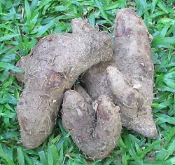 Driving Trip Planner >> Barbados Crops: Vegetables, provisions, livestock, sugar and cotton Driving Trip Planner >> Barbados Crops: Vegetables, provisions, livestock, sugar and cotton
