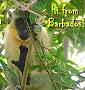 Barbados Postcards