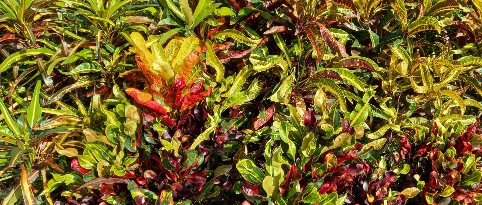 Colorful Crotons
