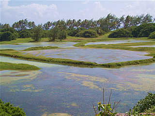 Chancery Lane swamp, Barbados