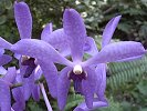 Lovely orchids!