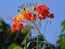 Pride of Barbados