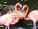 Barbados Wildlife Reserve