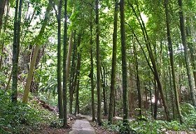 Welchman Hall Gully, Barbados