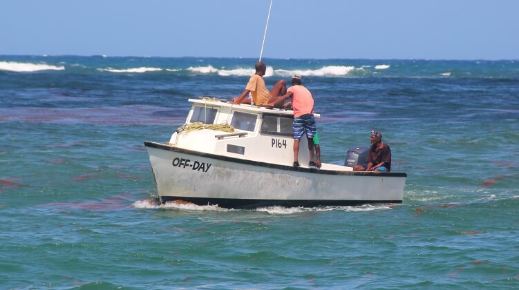 No off day for these Barbados fishermen