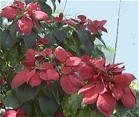 Poinsettia