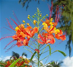 Barbados Pride Flower