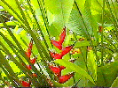 Heliconia