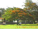 Flamboyant Tree