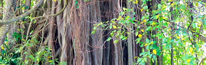 Barbados Bearded Fig Tree