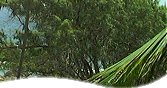 Barbados Car Rentals