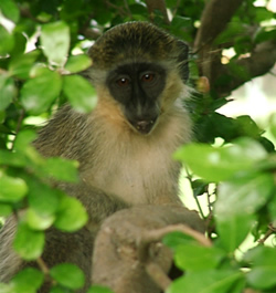 Barbados Monkeys