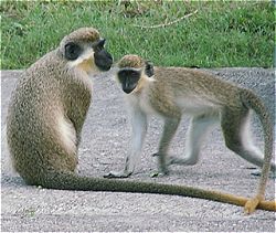 monkeys photo