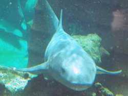 Ocean Park