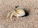 Sand crab