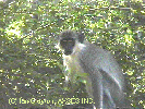 Green Monkeys