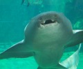 Ocean Park