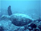 Swim with Turtles