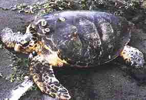 Hawksbill Turtle