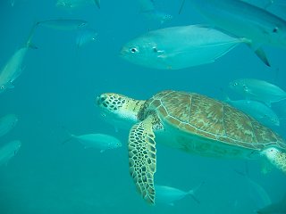 Turtle swimming off Barbados west coast