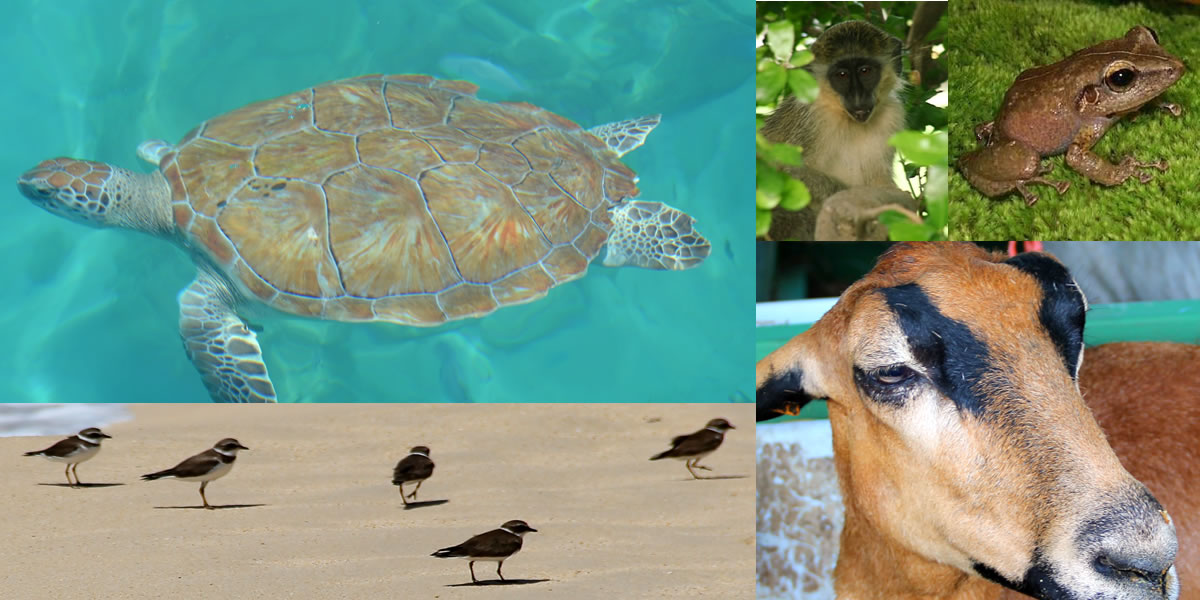 Barbados Photo Gallery Wildlife