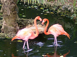 Flamingoes