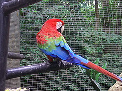 Parrot