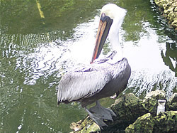Pelican