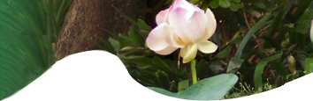 Enjoy beautiful Barbados Resorts and Hotels