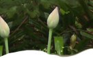 Enjoy beautiful Barbados Resorts and Hotels