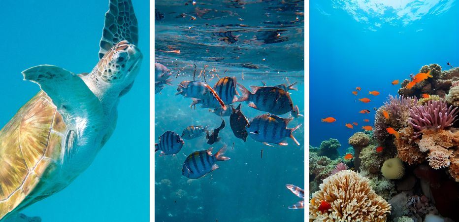 Sea turtle and tropical fish