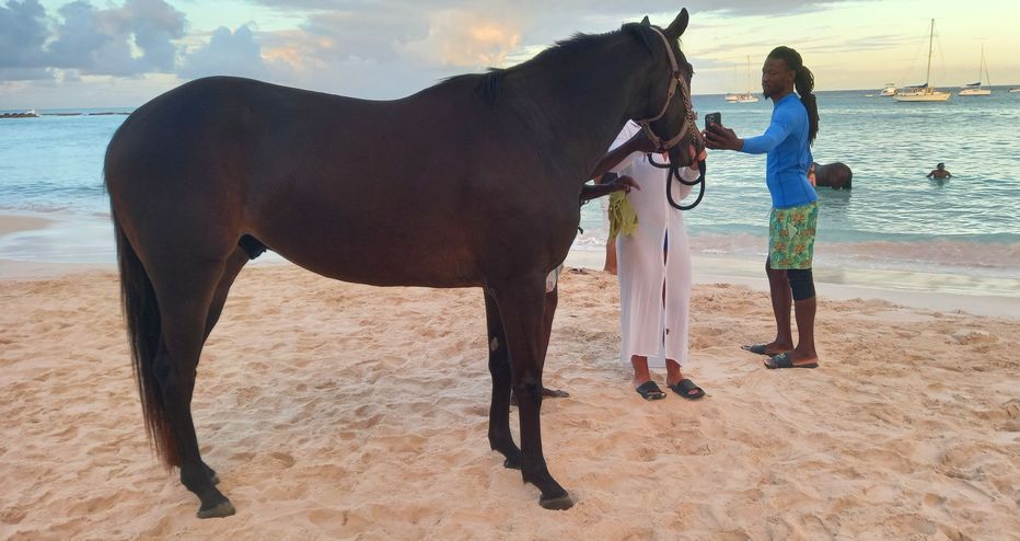 Horse posing with a visitor on the beach in Barbados
