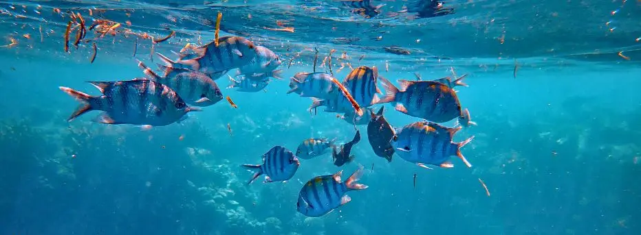 School of tropical fish