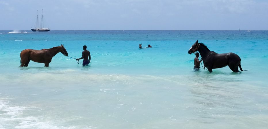 Two horses stand in shallow waters while a third swims offshore
