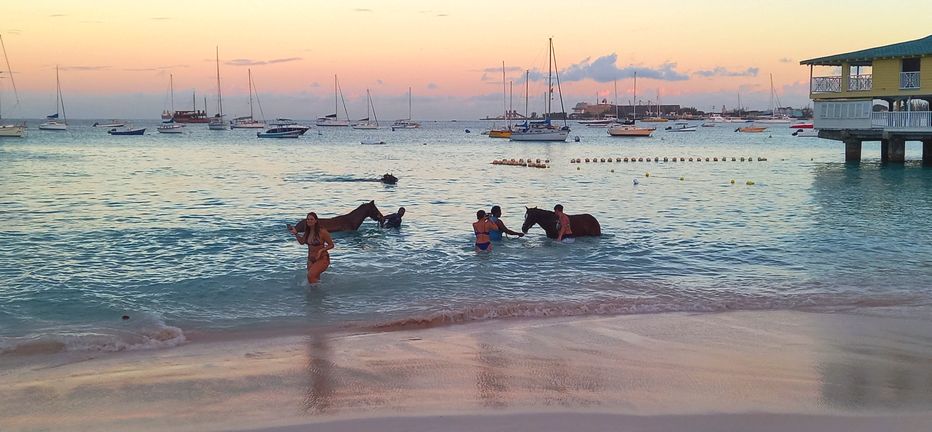 Racehorses swimming at Pebbles Beach