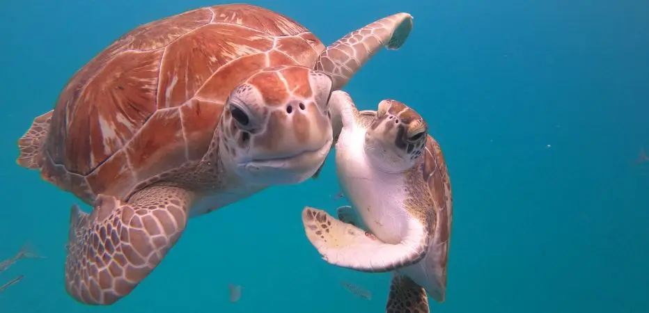 Two sea turtles swimming off Barbados