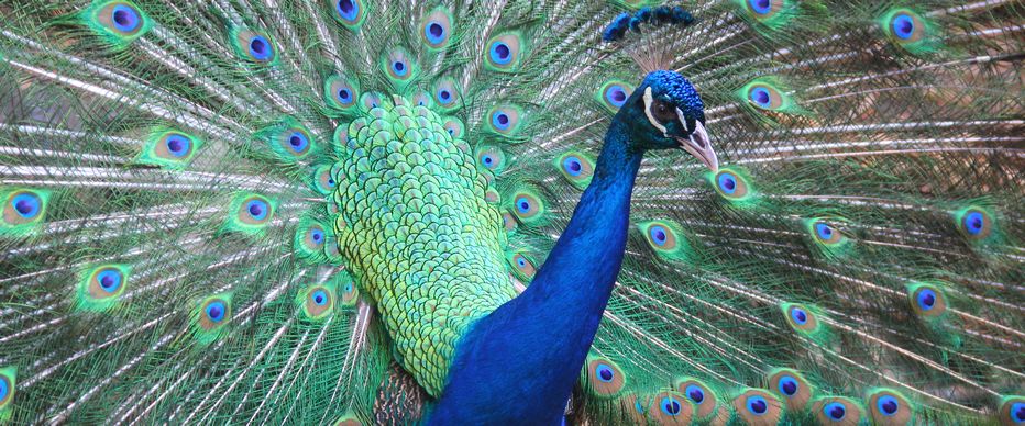 Peacock showing its plumage and feathers