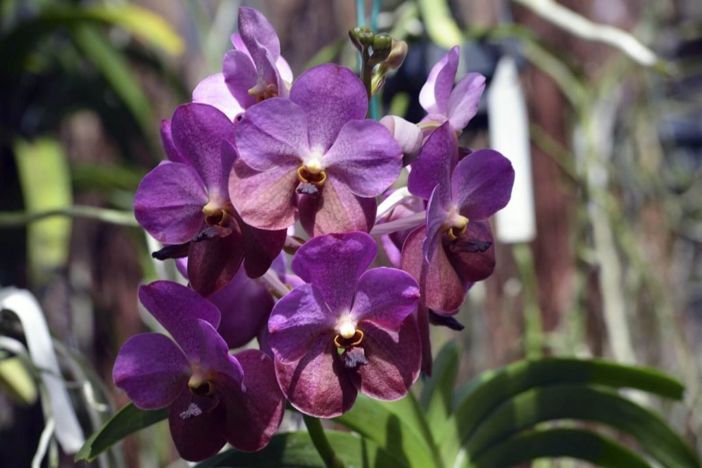 Barbados Orchid Society