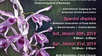 The Barbados Orchid Society Celebrates 80 Years