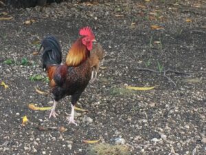 Yardfowl- The Rebel in 