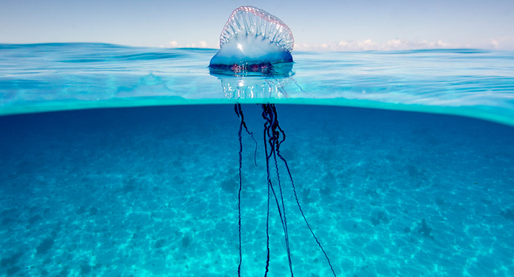 Rare Sighting Of Portuguese Man O War At Carlisle Baybarbados Org Blog