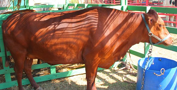 Magnificent heifer at Agrofest