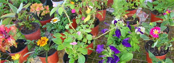 Flowers on sale at Agrofest