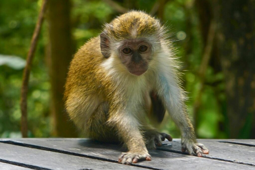 Cute baby green monkey at the Barbados Wildlife Reserve