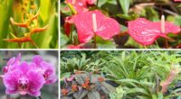 Barbados Blooms Brilliant at Chelsea Flower Show