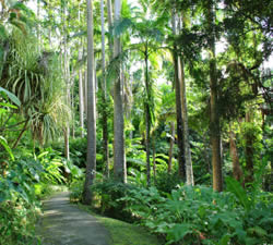 Barbados gully