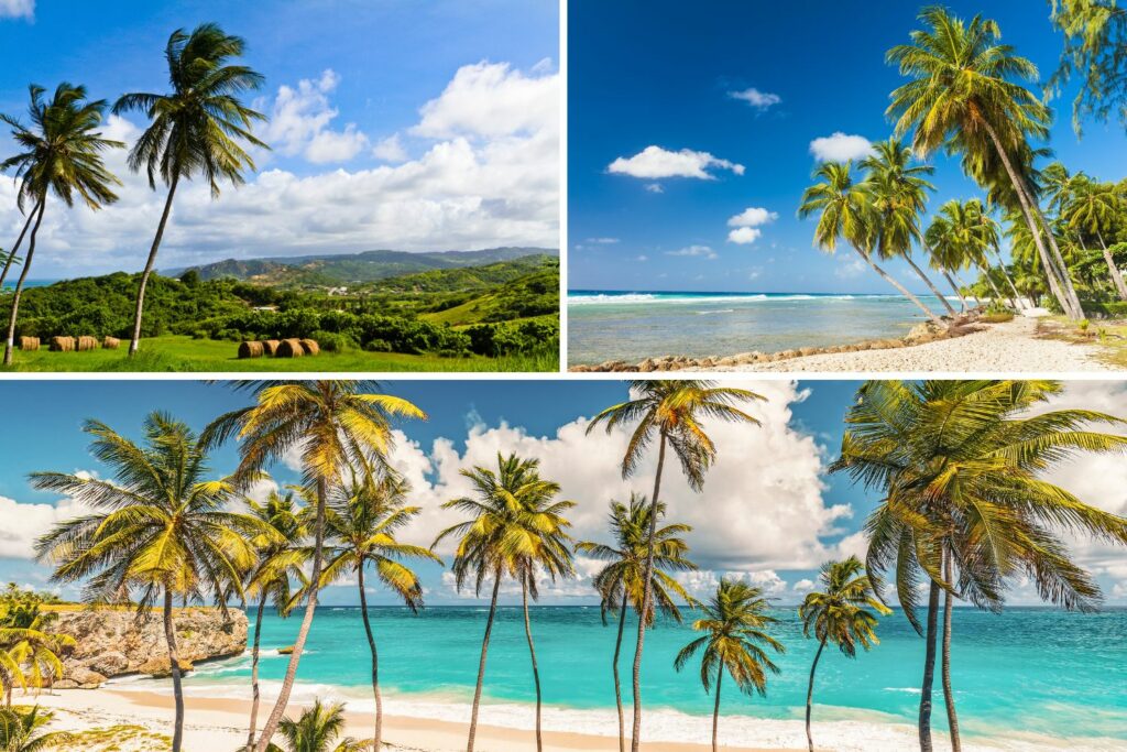 Palms trees everywhere in Barbados!