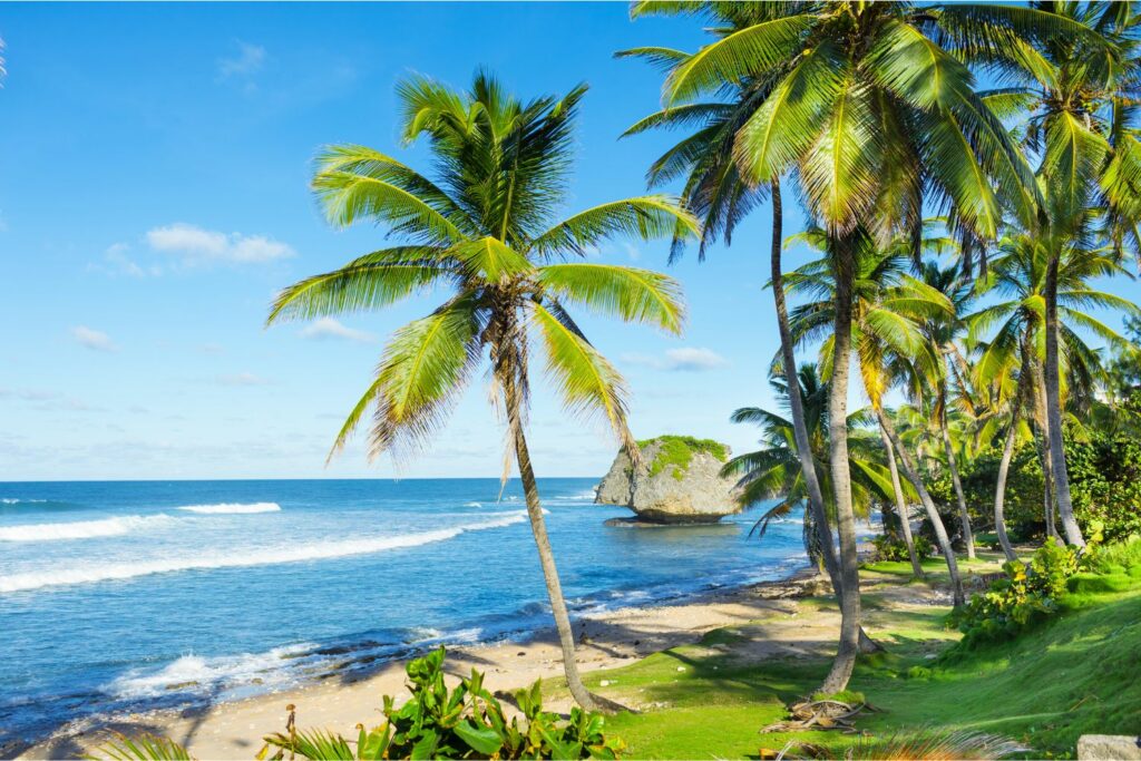 Atlantic waves rolls in towards palm trees lining the shore in Bathsheba, Barbados